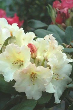 ROUÉ PÉPINIÈRES - Rhododendron 'horizon monarch' 15 litres - en pot de 15 litres