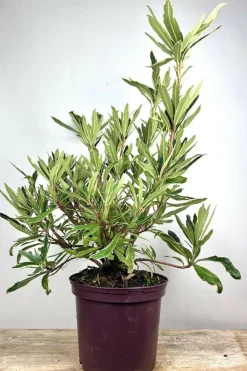 ROUÉ PÉPINIÈRES - Rhododendron pontique variegatum' - en pot de 5 litres