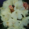 ROUÉ PÉPINIÈRES - Rhododendron 'nancy evans' - en pot de 5 litres