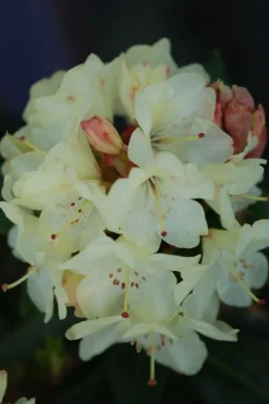 ROUÉ PÉPINIÈRES - Rhododendron 'nancy evans' - en pot de 5 litres
