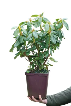 ROUÉ PÉPINIÈRES - Rhododendron 'nancy evans' - en pot de 5 litres