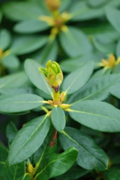 ROUÉ PÉPINIÈRES - Rhododendron 'nancy evans' - en pot de 5 litres