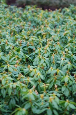 ROUÉ PÉPINIÈRES - Rhododendron 'nancy evans' - en pot de 5 litres