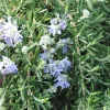 ROUÉ PÉPINIÈRES - Romarin 'pointe du raz' - en pot de 3 litres