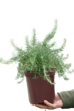 ROUÉ PÉPINIÈRES - Romarin 'pointe du raz' - en pot de 3 litres