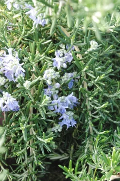 ROUÉ PÉPINIÈRES - Romarin 'pointe du raz' - en pot de 3 litres