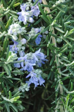 ROUÉ PÉPINIÈRES - Romarin 'pointe du raz' - en pot de 3 litres