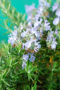 ROUÉ PÉPINIÈRES - Romarin 'pointe du raz' - en pot de 3 litres