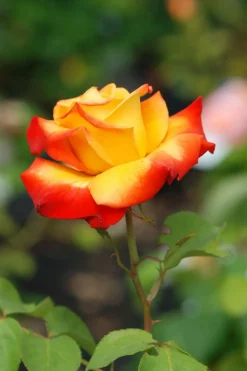 ROUÉ PÉPINIÈRES - Rosier 'henryane de chaponay' ? - en pot de 5 litres