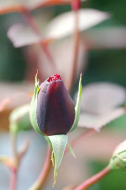 ROUÉ PÉPINIÈRES - Rosier 'line renaud ?' - en pot de 5 litres