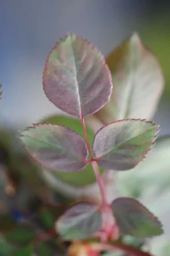 ROUÉ PÉPINIÈRES - Rosier 'line renaud ?' - en pot de 5 litres