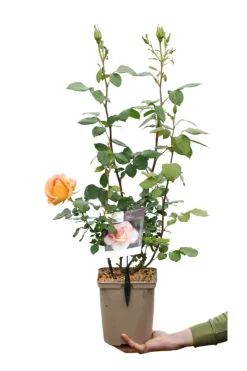 ROUÉ PÉPINIÈRES - Rosier 'sweet eureka' ? - en pot de 5 litres