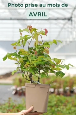 ROUÉ PÉPINIÈRES - Rosier 'the ancient mariner' ? - en pot de 5 litres