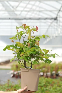 ROUÉ PÉPINIÈRES - Rosier 'the ancient mariner' ? - en pot de 5 litres