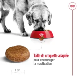 ROYAL CANIN - Croquettes chien grande taille de + 5 ans Maxi Adult 5+ 15kg