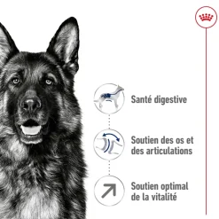 ROYAL CANIN - Croquettes chien grande taille de + 5 ans Maxi Adult 5+ 15kg