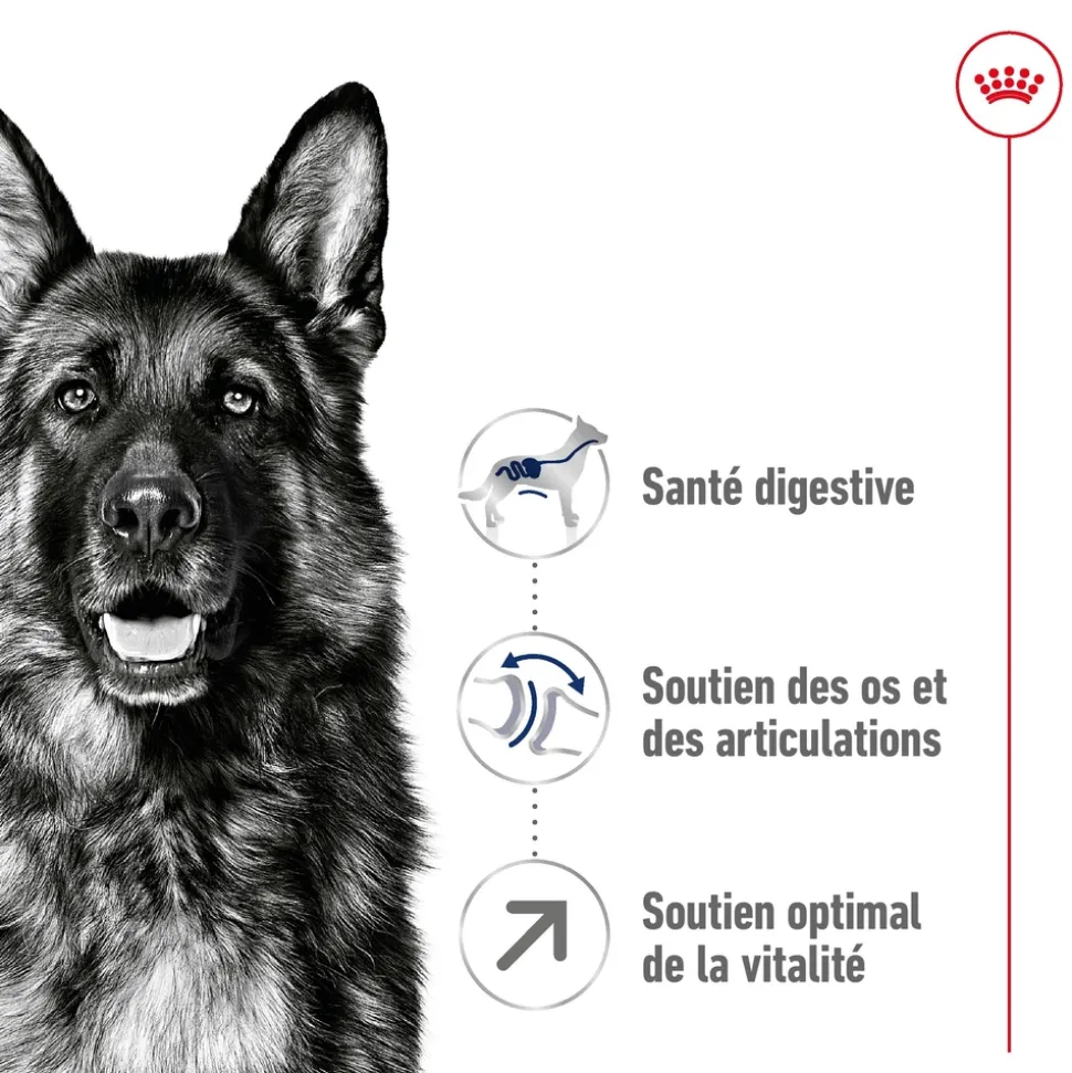 ROYAL CANIN - Croquettes chien grande taille de + 5 ans Maxi Adult 5+ 15kg