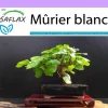 SAFLAX - Mûrier blanc - 200 graines - morus alba