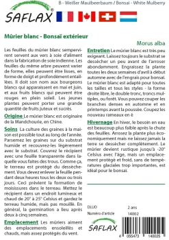 SAFLAX - Mûrier blanc - 200 graines - morus alba