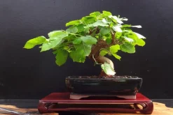 SAFLAX - Mûrier blanc - 200 graines - morus alba