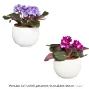 Saintpaulia : plante Ø12cm petit modèle pot