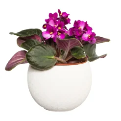Saintpaulia : plante Ø12cm petit modèle pot