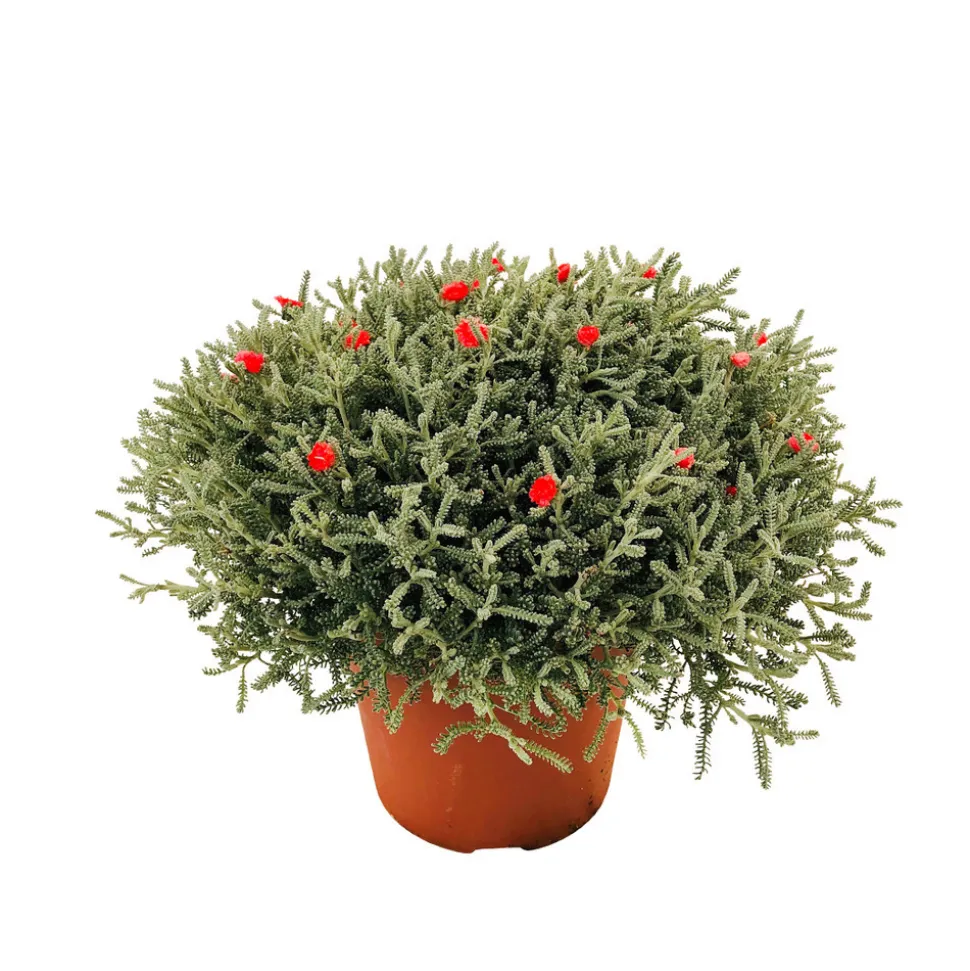 Santoline décorée Pot D15/16cm