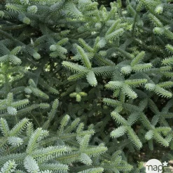 Sapin d'Andalousie pinsapo Glauca 30/40 : pot de 3 litres