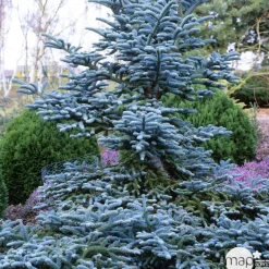 Sapin d'Andalousie pinsapo Glauca 30/40 : pot de 3 litres