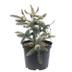 Sapin d'Andalousie pinsapo Aurea 40/50 : pot de 5 litres