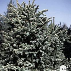 Sapin d'Andalousie pinsapo Aurea 30/40 : pot de 3 litres