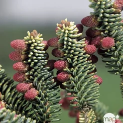Sapin d'Andalousie pinsapo Aurea 30/40 : pot de 3 litres