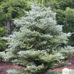 Sapin de Corée koreana Silberlocke 30/40 : pot de 3 litres