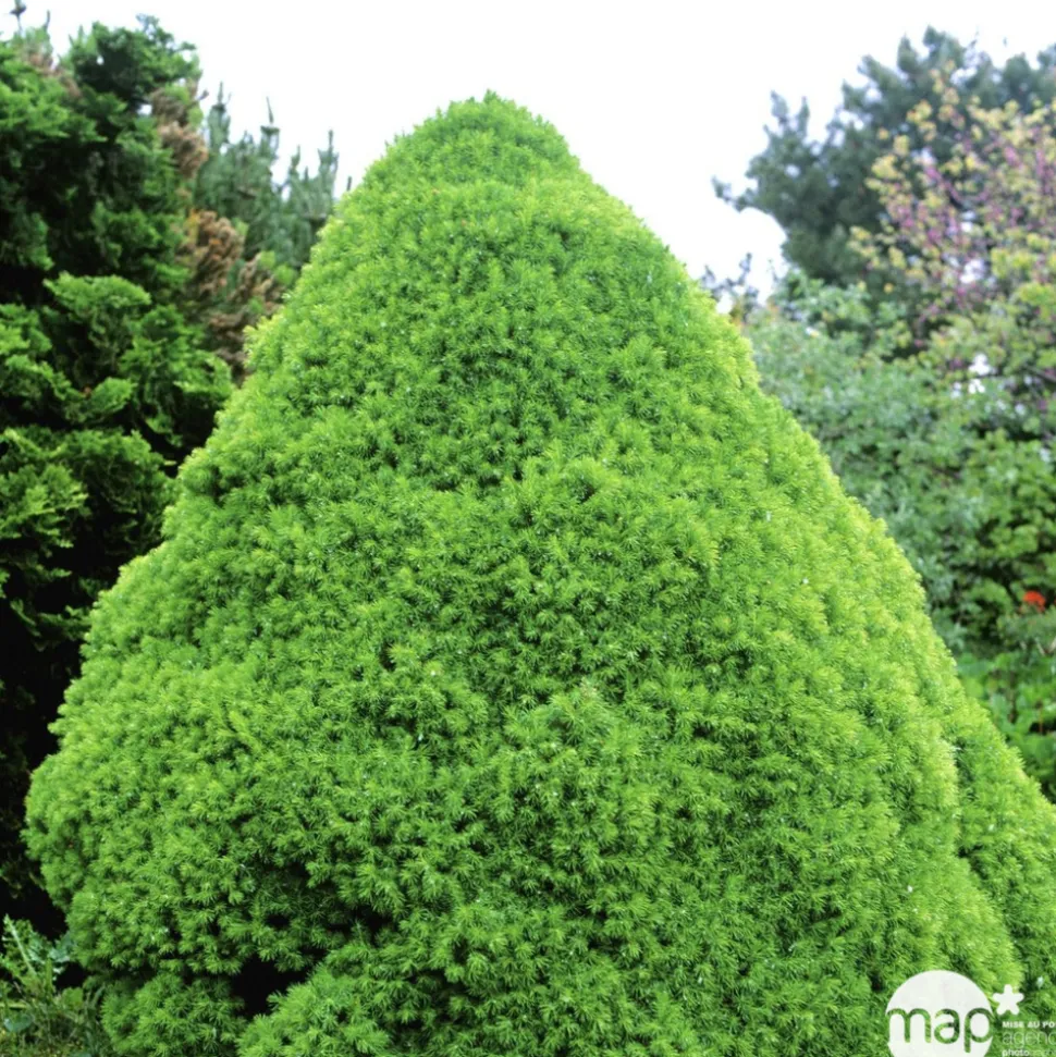 Sapinette blanche (Picea glauca) 'Conica' 30/40 : pot 3L