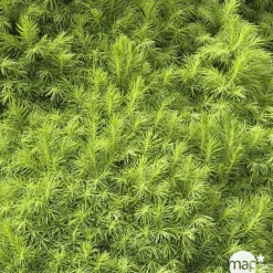 Sapinette blanche (Picea glauca) 'Conica' 30/40 : pot 3L