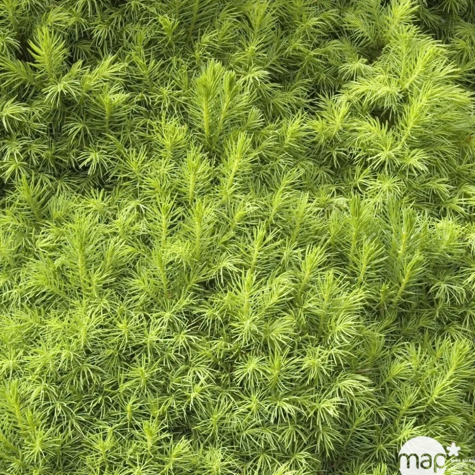 Sapinette blanche (Picea glauca) 'Conica' 30/40 : pot 3L