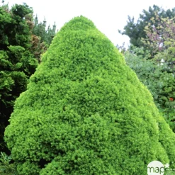 Sapinette blanche (Picea glauca) 'Conica' 50/60 : pot 5L