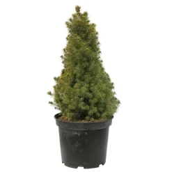 Sapinette blanche (Picea glauca) 'Conica' 50/60 : pot 5L