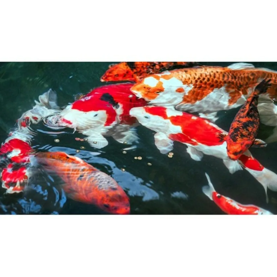 SERA - Printemps/ automne 500g sera koi professional aliment composé