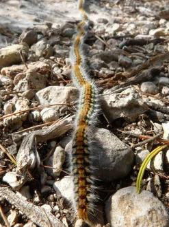 SOLABIOL - Socoprox2 - 2 pièges à chenilles processionnaires du pin - kit complet avec collier réglable - diamètre 55cm