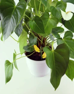 SOLABIOL - Sopiflor - mini-pièges jaunes moucherons discret pour plantes d'intérieur