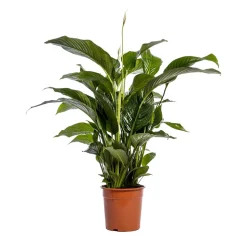 Spathiphyllum 'Sweet Lauretta', taille M : pot D.24cm