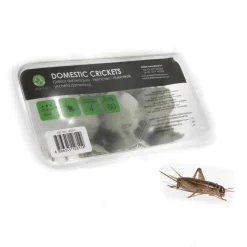 STOFFELS - Grillons alimentation reptiles, taille petit, 70/80 pièces