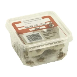 STOFFELS - Grillons domestiques reptiles, taille L, 30/35 pièces