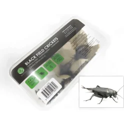 STOFFELS - Grillons noirs alimentation reptiles, taille L, 20 pièces