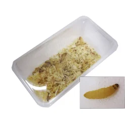 STOFFELS - Teignes de ruche pour alimentation reptiles, 50 pièces