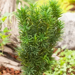 Taxus baccata 40/50 : pot 3L
