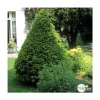 Taxus baccata, ctr 15L