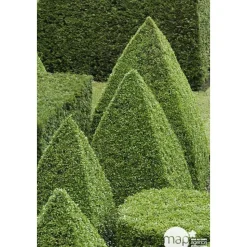 Taxus baccata, ctr 15L