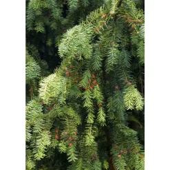 Taxus baccata, ctr 15L